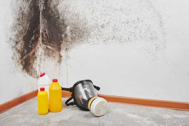 Best Black Mold Removal  in Alpharetta, GA
