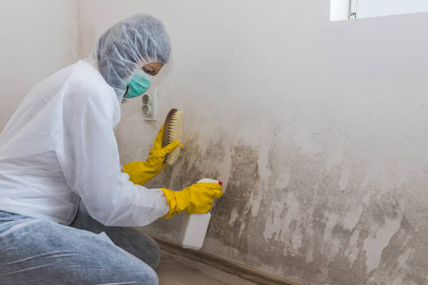 Mold Removal and Inspection in Alpharetta, GA