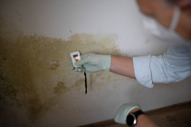 Mold Testing and Removal in Alpharetta, GA
