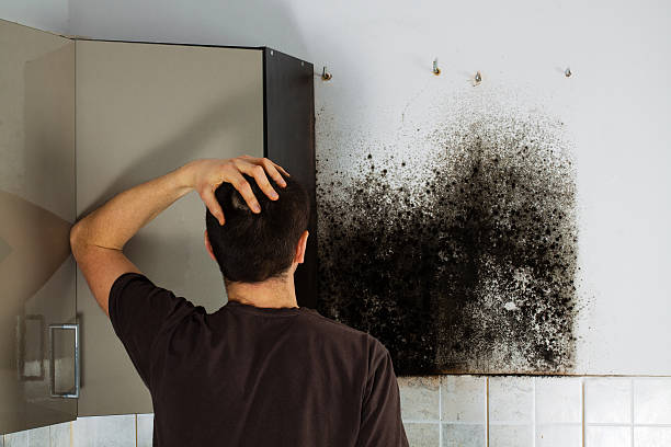 Trusted Alpharetta, GA Mold Removal Experts