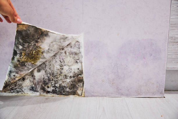 Best Residential Mold Removal  in Alpharetta, GA